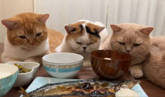ロックオン完了!夕飯の魚を狙う猫たちの様子をご覧あれ