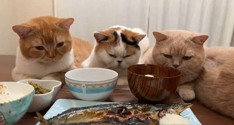 ロックオン完了！夕飯の魚を狙う猫たちの様子をご覧あれ
