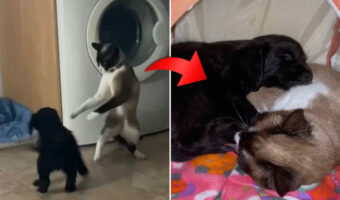 新しく家にやって来た子犬を歓迎していなかった先住猫。そんなふたりも気が付けば大の仲良しになっていました！！【海外・動画】