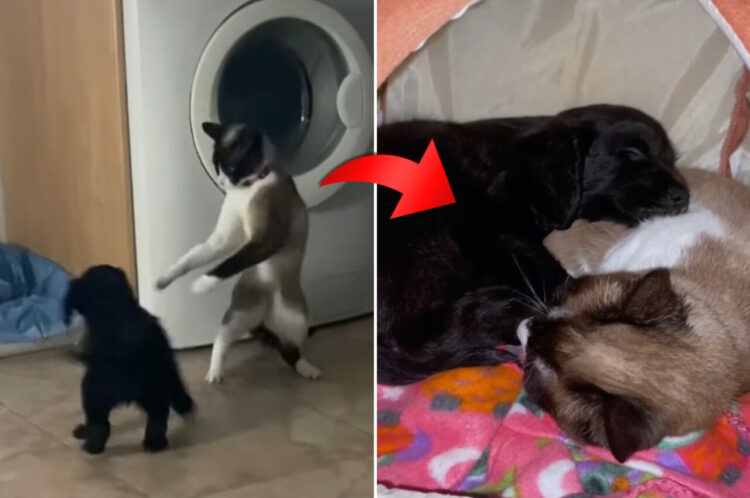 新しく家にやって来た子犬を歓迎していなかった先住猫。そんなふたりも気が付けば大の仲良しになっていました！！【海外・動画】