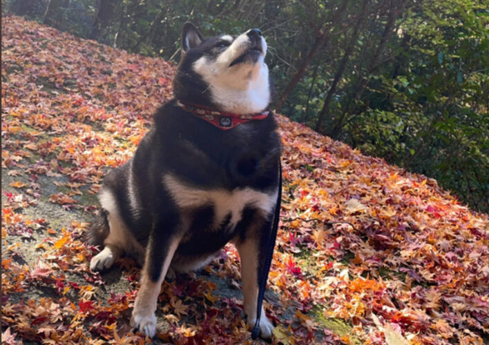 すでに座ってるのにお座りって言ってしまったら必死に指示に従おうとする姿が愛おしすぎる