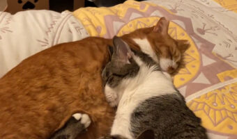 近年中毒者が急増していると言われる”猫吸い”は人間だけでなく猫にも広がっているのか!?