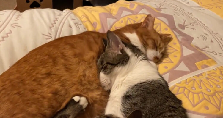 近年中毒者が急増していると言われる”猫吸い”は人間だけでなく猫にも広がっているのか！？