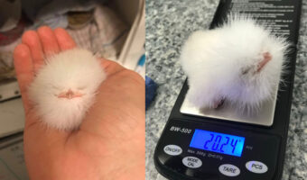 地面にモフモフが落ちてる→くちばしと目が付いてた!→保護されたモフモフボールは小鳥ちゃんだった