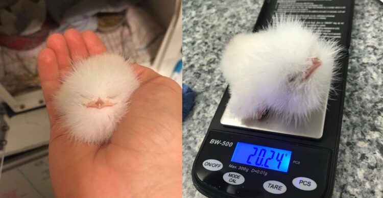 地面にモフモフが落ちてる→くちばしと目が付いてた！→保護されたモフモフボールは小鳥ちゃんだった