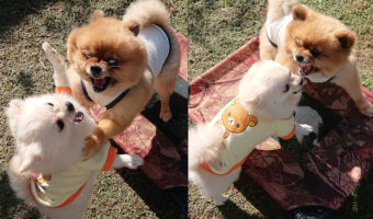 「たぶん言い争い」と投稿の見た目が完全に「抗争」レベルの素敵な写真に(笑)