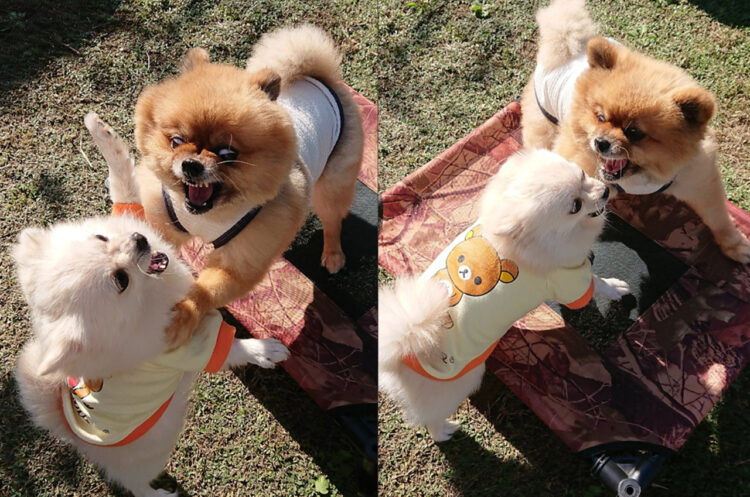 「たぶん言い争い」と投稿の見た目が完全に「抗争」レベルの素敵な写真に（笑）