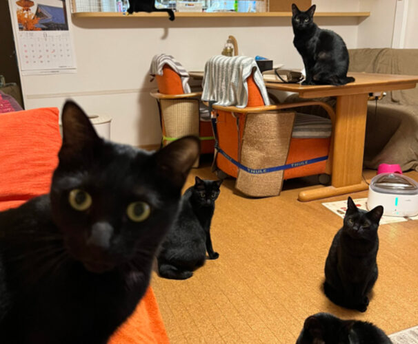 黒猫戦隊参上！可愛いけれど無言の圧が凄いと話題！