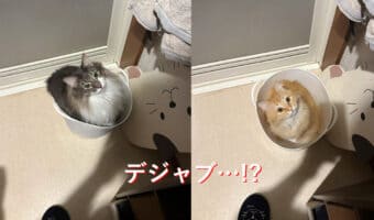 お風呂に入ろうと思ったら洗濯かごに可愛いやつ!猫を移動して戻ったら今度は違う子が!