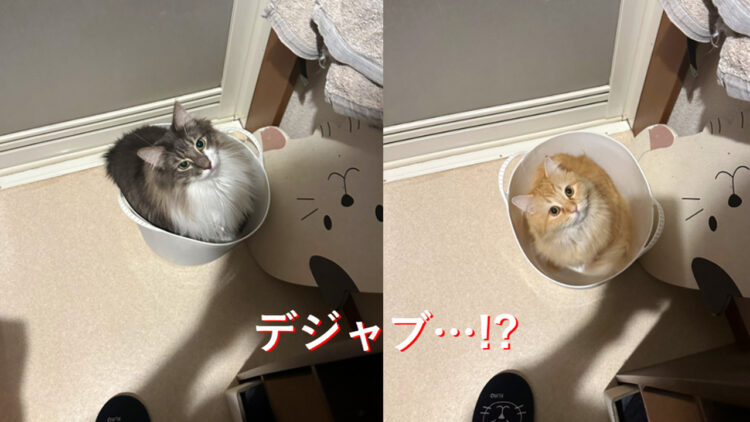 お風呂に入ろうと思ったら洗濯かごに可愛いやつ！猫を移動して戻ったら今度は違う子が！