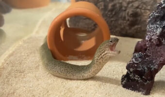 ウツボのあくびがかわいい？動画を見たら予想以上に可愛かった！