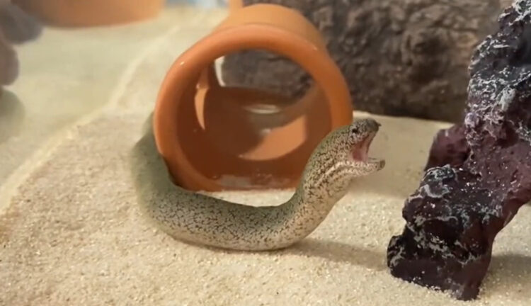 ウツボのあくびがかわいい？動画を見たら予想以上に可愛かった！