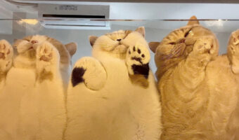 猫好き必見。ガラステーブルを買った方がいい理由の説得力が凄い！