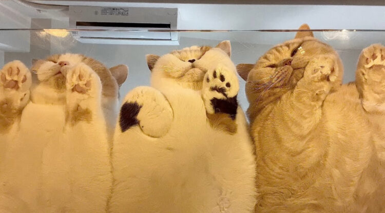 猫好き必見。ガラステーブルを買った方がいい理由の説得力が凄い！