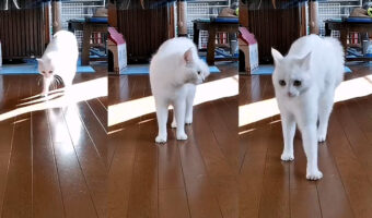 【猫動画】やんのかステップすんのかい?せんのかい?結局すんのかーい