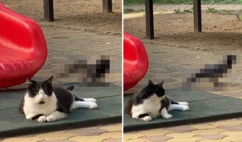 もしかして『だるまさんが転んだ』をしてました?猫にじわりじわり忍び寄り、振り向かれるとピタッと固まるカラス【海外・動画】