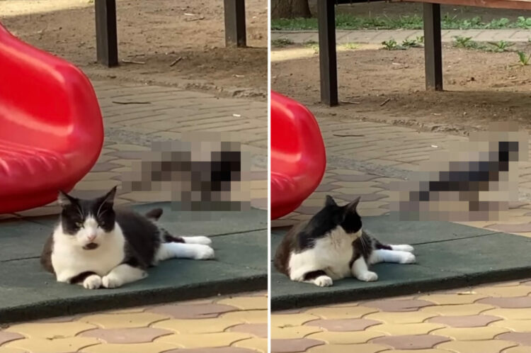 もしかして『だるまさんが転んだ』をしてました？猫にじわりじわり忍び寄り、振り向かれるとピタッと固まるカラス【海外・動画】