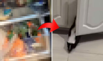 かくれんぼをしているペットのスカンクの探し方は簡単！『ある場所』で音を立てれば・・ほら、出てきてくれました！！【アメリカ・動画】