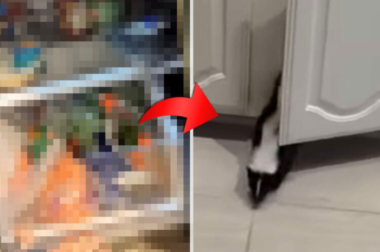 かくれんぼをしているペットのスカンクの探し方は簡単！『ある場所』で音を立てれば・・ほら、出てきてくれました！！【アメリカ・動画】