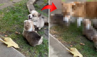 オモチャにしていた葉っぱを巡ってケンカを始めた子犬たち。子供たちが仲良くしていないのを目撃したお母さんが咄嗟に取った行動に感服!!