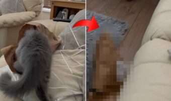 紙袋の中に入って遊ぶ猫がいるのは、ソファの際!?そんな場所で大丈夫?と思ったら、その結果はやはり・・【海外・動画】