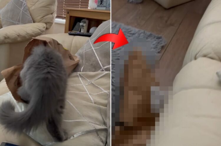 紙袋の中に入って遊ぶ猫がいるのは、ソファの際！？そんな場所で大丈夫？と思ったら、その結果はやはり・・【海外・動画】