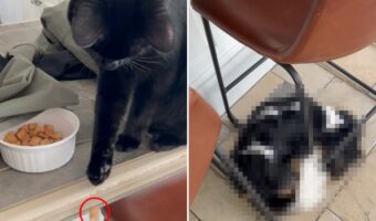ふたりの見事なチームプレー?!テーブルの上に座っている愛猫が、床にいる愛犬におやつを渡してた!!【アメリカ・動画】