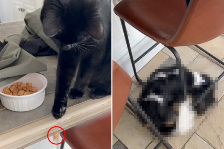ふたりの見事なチームプレー？！テーブルの上に座っている愛猫が、床にいる愛犬におやつを渡してた！！【アメリカ・動画】