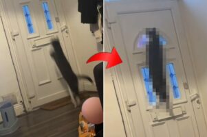 あのバラエティ番組なら一発で「CLEAR!」の金貨をもらえそう。玄関ドアに向けてジャンプをした猫が、ドアにピタッと張りついた！？【海外・動画】