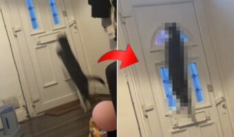 あのバラエティ番組なら一発で「CLEAR!」の金貨をもらえそう。玄関ドアに向けてジャンプをした猫が、ドアにピタッと張りついた！？【海外・動画】