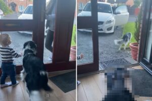 愛犬の目にはおばあちゃんしか映っていなかった？おかげでドアを開けた女性の身にとんだ災難が・・【海外・動画】