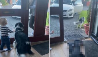愛犬の目にはおばあちゃんしか映っていなかった?おかげでドアを開けた女性の身にとんだ災難が・・【海外・動画】