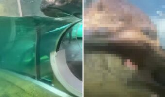 誕生日に最高の出会い！マイアミ動物園で水槽内から観察できるすべり台を進んでいくと・・、かわいいカワウソのレアな姿を発見！