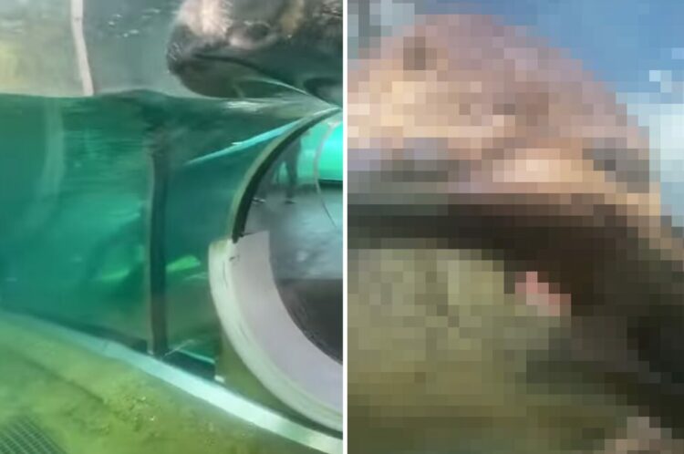 誕生日に最高の出会い！マイアミ動物園で水槽内から観察できるすべり台を進んでいくと・・、かわいいカワウソのレアな姿を発見！