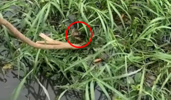 草が生い茂る水の中から聞こえてきた子猫の鳴き声。手が届かない場所にいるこの子を救出するのに大活躍したのは「木の枝」です！！【海外・動画】