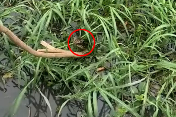 草が生い茂る水の中から聞こえてきた子猫の鳴き声。手が届かない場所にいるこの子を救出するのに大活躍したのは「木の枝」です！！【海外・動画】