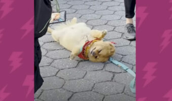 かわいいやつだ!散歩に出ると必ず死んだふりするポメラニアンこの子を起き上がらせる唯一の方法とは?