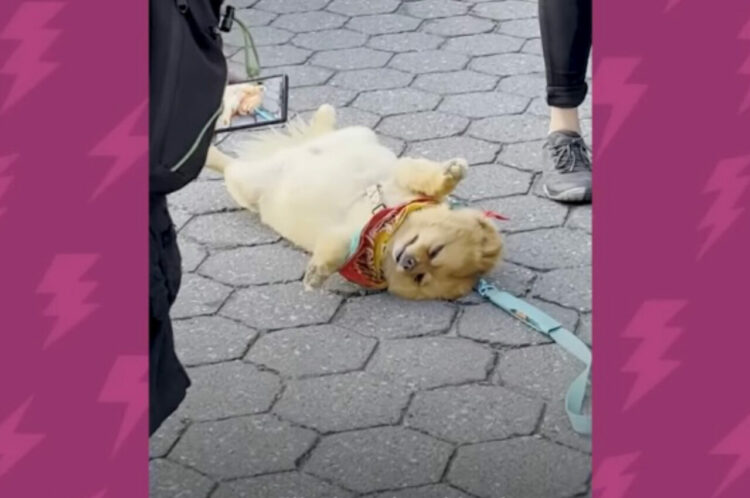 散歩に出ると必ず死んだふりするポメラニアン!この子を起き上がらせる唯一の方法とは？