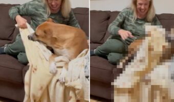 ブランケットを仲良くシェアしたいおばあちゃんと、独り占めしたい愛犬。微笑ましいバトルが勃発！！【アメリカ・動画】