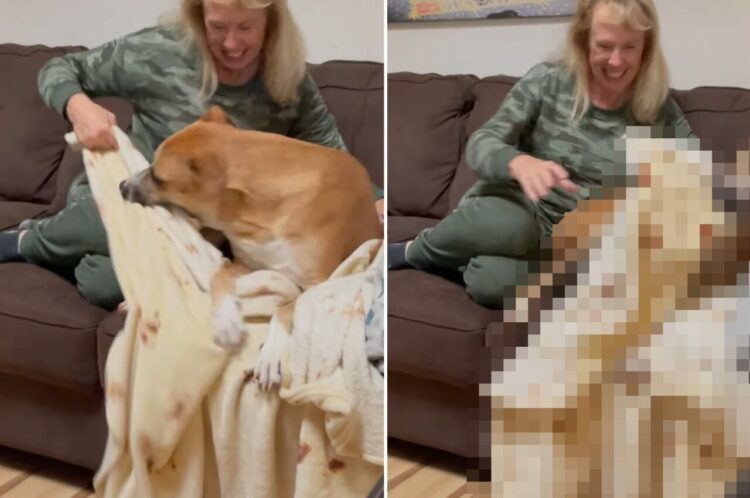 ブランケットを仲良くシェアしたいおばあちゃんと、独り占めしたい愛犬。微笑ましいバトルが勃発！！【アメリカ・動画】