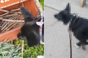 散歩中の愛犬は、木の枝がストックされた「スティックライブラリー」でお気に入りの一本を発見！口にくわえてルンルンと歩いていきます！