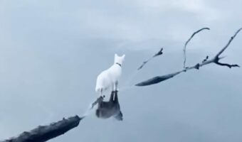 まるで水の上を歩いているみたい。海外の湖で撮影された、絵になる白猫のワンショットに絶賛の声！！