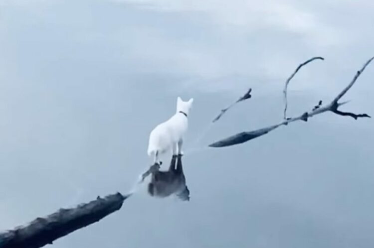 まるで水の上を歩いているみたい。海外の湖で撮影された、絵になる白猫のワンショットに絶賛の声！！