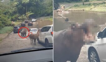 サファリパークの車の列が進む道の真ん中にカバの姿が！！大きく口を開いているけど、ごはんのおねだりをしている？？【海外・動画】