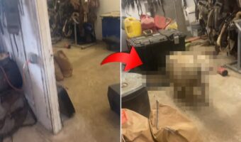 給餌室に忍び込んで盗み食いしていたポニー。飼い主さんに見つかると、バツが悪かったのか一目散に逃げていきました!【アメリカ・動画】