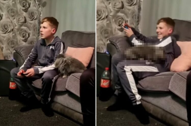 ウサギはゲーム中の男の子にかまってほしい！！あの手この手を使って気を引こうとする姿に、男の子もついに根負け？！【海外・動画】