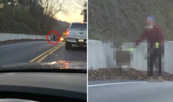 道路の端で鹿を誘導するヒゲをたくわえた男性。その光景は、サンタさんがクリスマスにソリを曳いてくれる子の勧誘をしているようでした!!