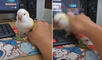 ゲームをしたい飼い主さんVSかまってほしいインコ。その攻防がなんだかとても微笑ましい【海外・動画】