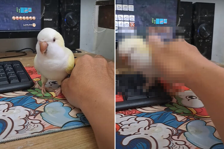 ゲームをしたい飼い主さんVSかまってほしいインコ。その攻防がなんだかとても微笑ましい【海外・動画】