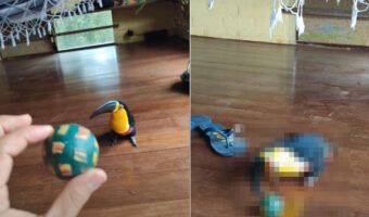 ボール遊びに挑む大きなクチバシのオオハシ。ピョンピョン跳ねてボールを追いかけますが、クチバシが大きくて逆にボールがくわえにくそう?!